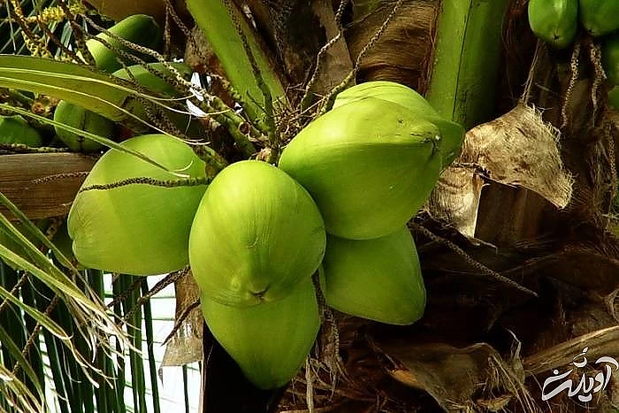 نارگیل از سوغات زاهدان نارگیل